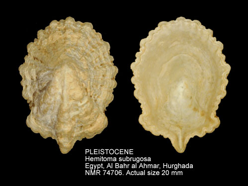 PLEISTOCENE Hemitoma subrugosa.jpg - PLEISTOCENE Hemitoma subrugosa Thiele,1916